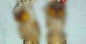 Böylesiyle ilk kez karşılaşıldı: Zombileşmiş böcekler ortaya çıktı!