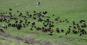 Tacikistan'ın iklim değişikliğine uyum sağlayabilen Hisar koyunlarına Türkiye'den de talep var