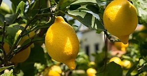 Yasaklı limonlar imha edilecek