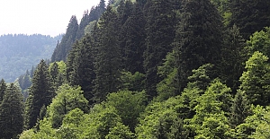 İzmir'de 26 bölgedeki ormanlık alanlara giriş 31 Ekim'e kadar yasaklandı