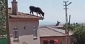 Konya'da kaçan boğa evin çatısına çıktı 