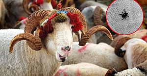 Uzmanı uyardı: Kurbanlıklara dikkat! 300 kişi kene nedeniyle tedavi görüyor