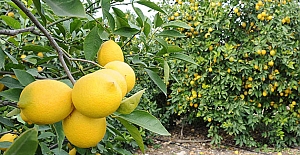 Dalında 2 Liraya satılamayan Limonun, marketlerdeki fiyatı 100 Lira!