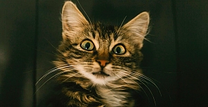 BİLİM: Kedilerin duydukları kelimelerle görüntüleri eşleştirebildiği bulundu