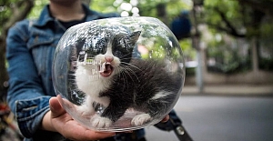 Hayvanseverlerin bildiğini bilim de doğruladı: Kediler aslında sıvı