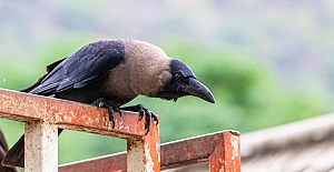 Karga uzmanı: 17 yıl boyunca kin tutabiliyorlar