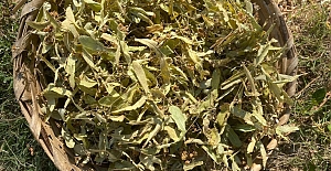 Soğuk kış günlerinde kış çayı tüketmek neden önemli?