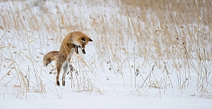 Saniyede 4 metre hızla kafa üstü kara dalan tilkiler, yaralanmamayı nasıl başarıyor?