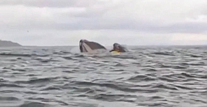 Balinanın yuttuğu kanocu: "Mücadele edemedim, çoktan ağzının içindeydim"