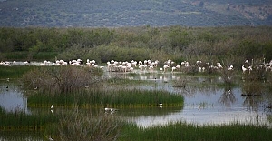 Selçuk, flamingoların büyüleyici görüntülerine şahit oluyor