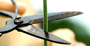 Fark etmezsiniz ama bitkiler zarar görünce 'Çığlık Atıyor'