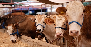 Kızılay kurban vekalet fiyatlarını belirledi