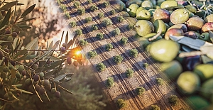 Zeytine bilimsel koruma