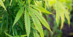 Tıbbi kenevir teklifi yasalaştı: Süreç nasıl işleyecek?