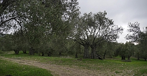 Zeytinlik yasasına tepkiler: Halkın ağaçları madenlere satıldı