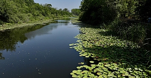 Türkiye’nin gizli serveti: Longozlar