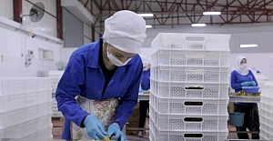 14 ülkeye ihracat yapan Türk gıda devi iflasın eşiğinde