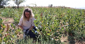 Her dalı meyveden yıkılıyor, kilosu 100 TL'den satılıyor ve yaşlanmayı geciktiriyor