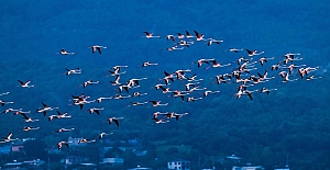 Kuşların göçü başladı