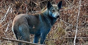 Çernobil'de köpeklerin kürkü maviye döndü