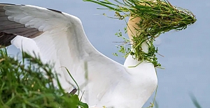 2025'in en komik hayvan fotoğrafları