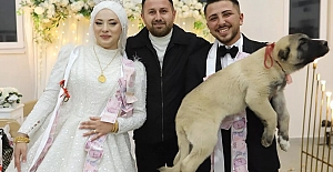 Gelin ve damada takı töreninde altın yerine kangal köpeği hediye edildi