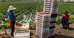 Peru, devasa çölü nasıl büyük bir tarım merkezine dönüştürdü?