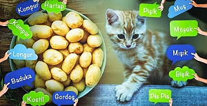 Kullanılmayan kelimeler 'arkaik' hale geliyor