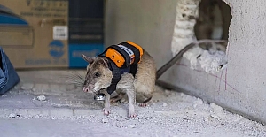 Türkiye'de enkaz altında hayatta kalanları aramak için sırt çantası takmış fareler kullanılacak