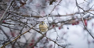 Türkiye ve Avrupa’nın en küçük kuşu olan "Çalıkuşu" Bursa’da görüntülendi