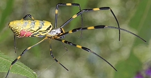 Asya kökenli ve insan eli büyüklüğünde zehirli uçan örümcekler ABD'de yayılıyor