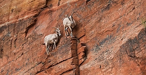 Çalkantılı zamanlarda ayakta kalmanın dokuz yolu