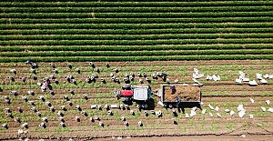 Hatay’da havuç hasadı başladı