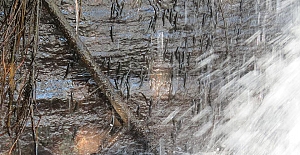 Binlerce küçük balık, yer çekimine meydan okuyarak Kongo şelalesine tırmanıyor