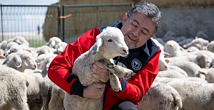 Küçükbaş desteği: Son tarih belli oldu