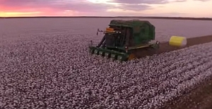 Pamukta genetik devrim: 1000 yıllık süreç laboratuvarda birkaç yıla indirildi