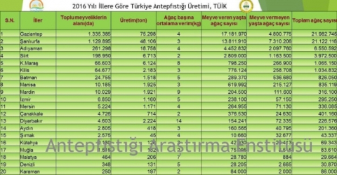 Antep fıstığını en çok yetiştiren il Gaziantep, en verimli yer Diyarbakır