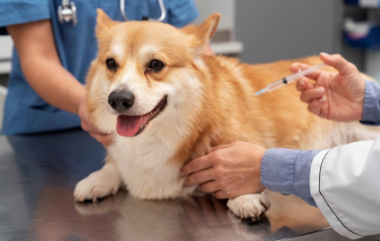 Sokağa çıkmayan evcil hayvana da aşı şart!