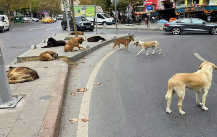 Belediyelere her sahipsiz köpek için 71 bin lira ceza uygulanacak