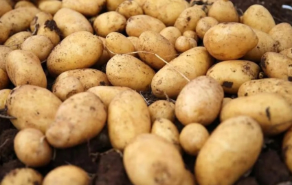 İthalat skandalı: Türkiye’ye gelen 2 bin ton patates virüslü çıktı