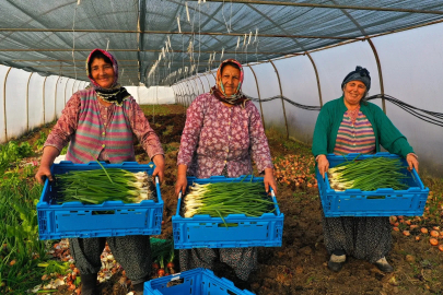 Seracılık, Marmara Bölgesi'nde de yaygınlaşıyor
