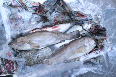  Antalya'da av yasağında yakalanan 260 kilo balığa el konuldu