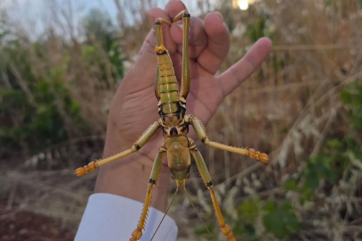 Adıyaman’ın tarihi Perre Antik Kenti’nde dev çekirge şaşkınlığı