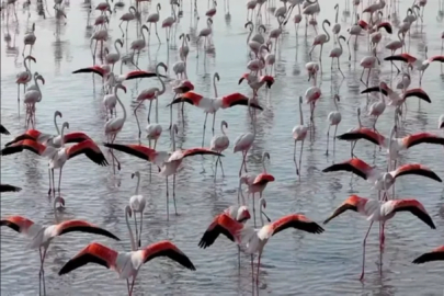 Tuz Gölü'nde flamingo sevinci