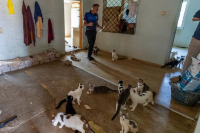 Evden yayılan kötü kokunun kaynağı çöp değil, 100 kedi çıktı
