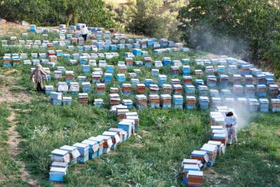 Arıcıların yüzünü yağışlar güldürdü: 500 ton bal bekleniyor